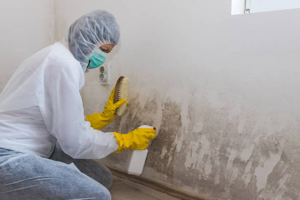 Best Basement Mold Removal in Saticoy, CA