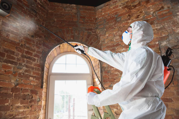 Saticoy, CA Mold Removal Company